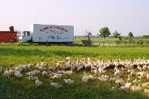 Unsere G&auml;nse - zur Zeit nicht im Freilandilandiland